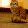 Miaou :)  ::  