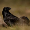 Książe ciemności - Corvus corax  :: [...] Otworzyłem okno zatem... Szumiąc skrzydły, z majestatem,Wzleciał ciężko Kruk wspaniały, jakby  