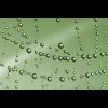 "....kroplą deszczu namaluję Cię....." ::
"Łzy nie są oznaką naszej słabości, ale dowodem na to,
że nasze serce nie wyschło i n "....kroplą deszczu namaluję Cię....." ::
"Łzy nie są oznaką naszej słabości, ale dowodem na to,
że nasze serce nie wyschło i n