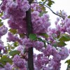 Kwiatuszki   :: Wiosna 