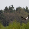 Żuraw (zwyczajny) (Grus grus)  ::  