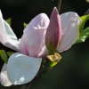 Kwiat magnolii :: 
