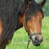 qń ;)  :: ...Koń jaki jest, każdy widzi... ;)
Tak sobie stał na polu, zaraz przy drodze, więc nie mogłam się o 