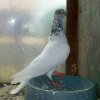 Samiec 2010  ::  