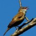 Trzciniak (Acrocephalus arundinaceus)